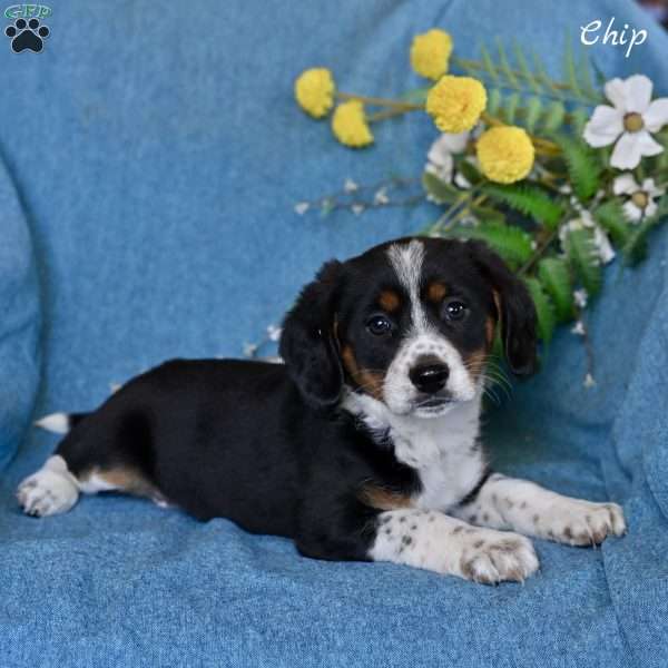 Chip, Miniature Australian Shepherd Mix Puppy