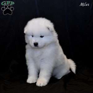 Miles, Samoyed Puppy
