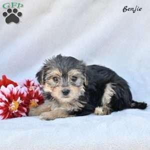 Benjie, Morkie / Yorktese Puppy