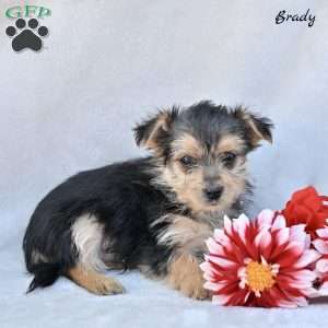 Brady, Morkie / Yorktese Puppy