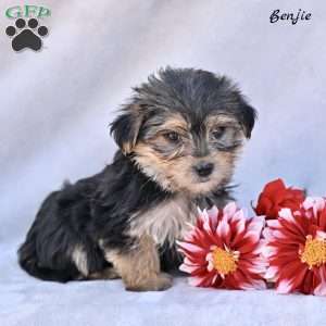 Benjie, Morkie / Yorktese Puppy