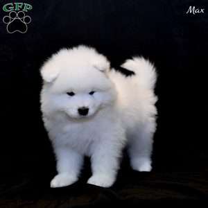 Max, Samoyed Puppy