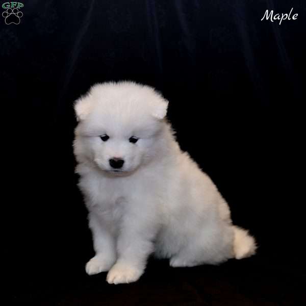 Maple, Samoyed Puppy