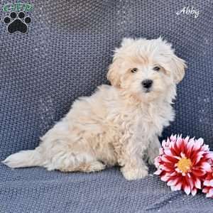 Abby, Maltipoo Puppy