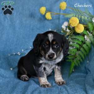 Checkers, Miniature Australian Shepherd Mix Puppy