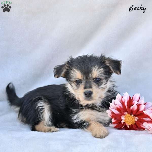 Becky, Morkie / Yorktese Puppy