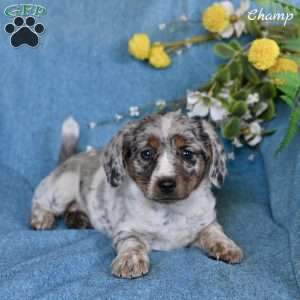 Champ, Miniature Australian Shepherd Mix Puppy