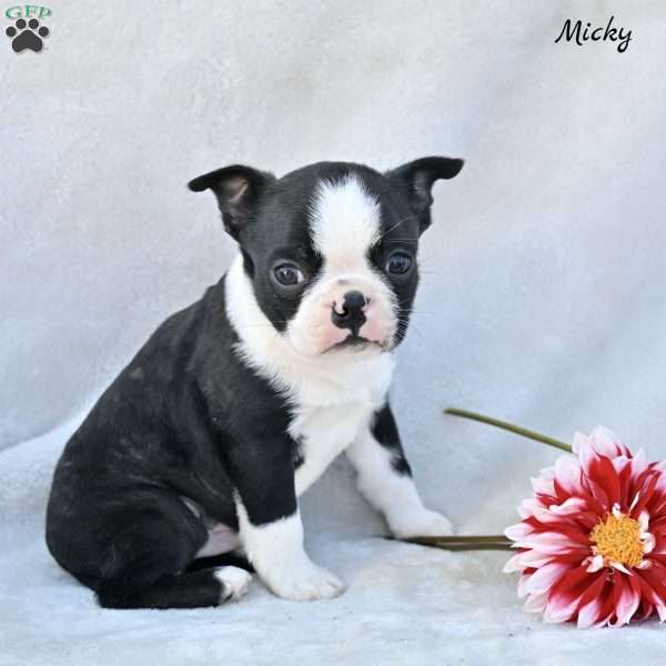 Micky, Boston Terrier Puppy
