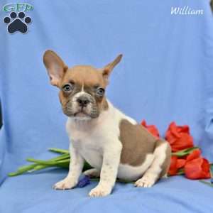 William, French Bulldog Puppy