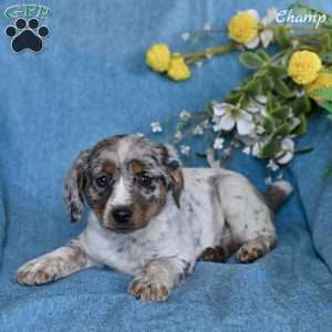 Champ, Miniature Australian Shepherd Mix Puppy
