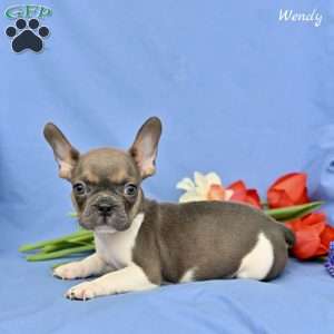 Wendy, French Bulldog Puppy
