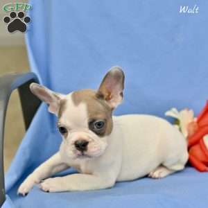 Walt, French Bulldog Puppy