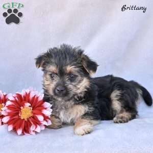 Brittany, Morkie / Yorktese Puppy