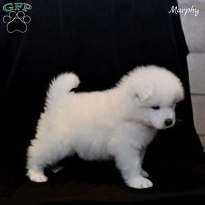Murphy, Samoyed Puppy