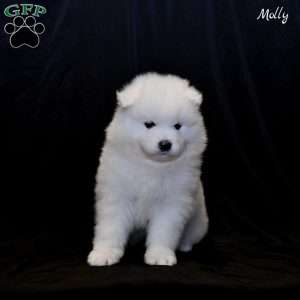 Molly, Samoyed Puppy