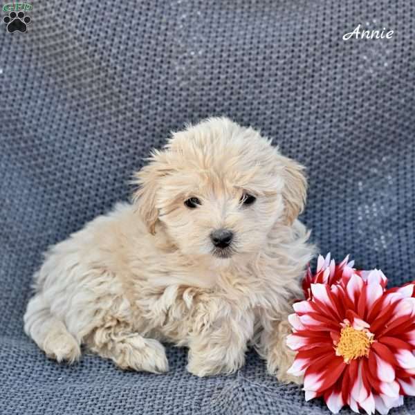Annie, Maltipoo Puppy