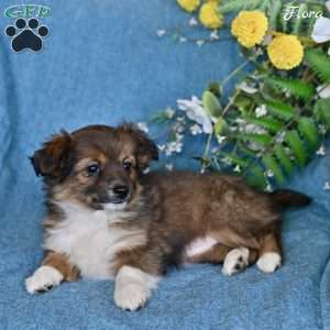 Flora, Dachshund Mix Puppy