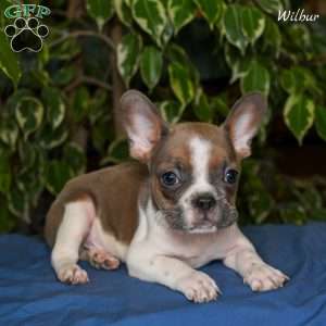 Wilbur, French Bulldog Puppy