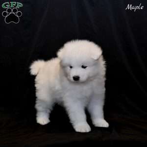 Maple, Samoyed Puppy