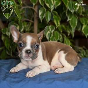 Wilbur, French Bulldog Puppy