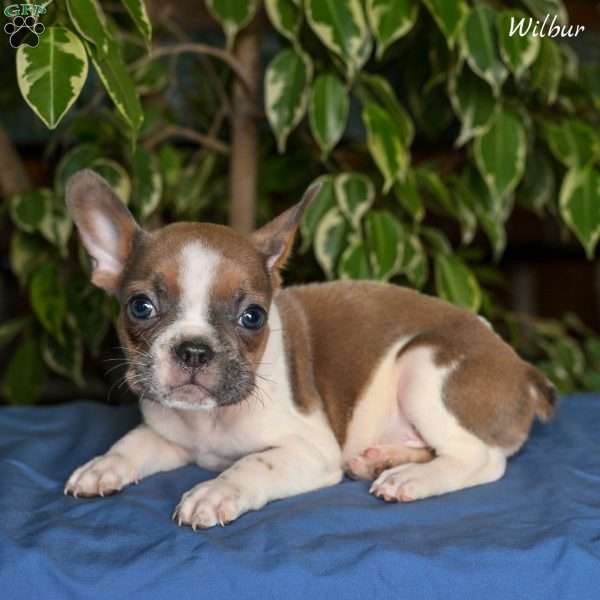 Wilbur, French Bulldog Puppy