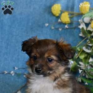 Flora, Dachshund Mix Puppy