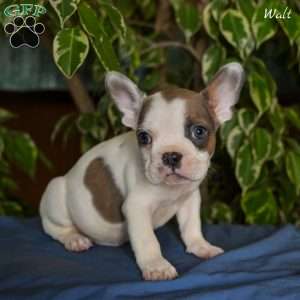 Walt, French Bulldog Puppy