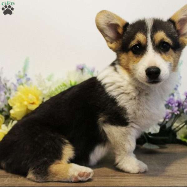 Finn, Pembroke Welsh Corgi Puppy