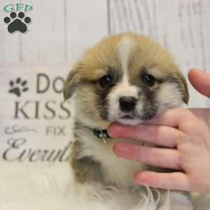 Crew, Pembroke Welsh Corgi Puppy