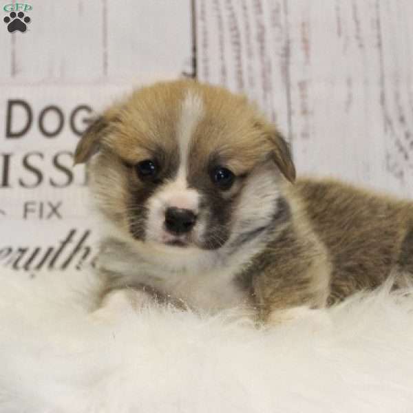 Crew, Pembroke Welsh Corgi Puppy