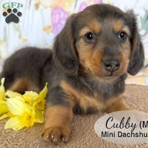 Cubby, Dachshund Puppy