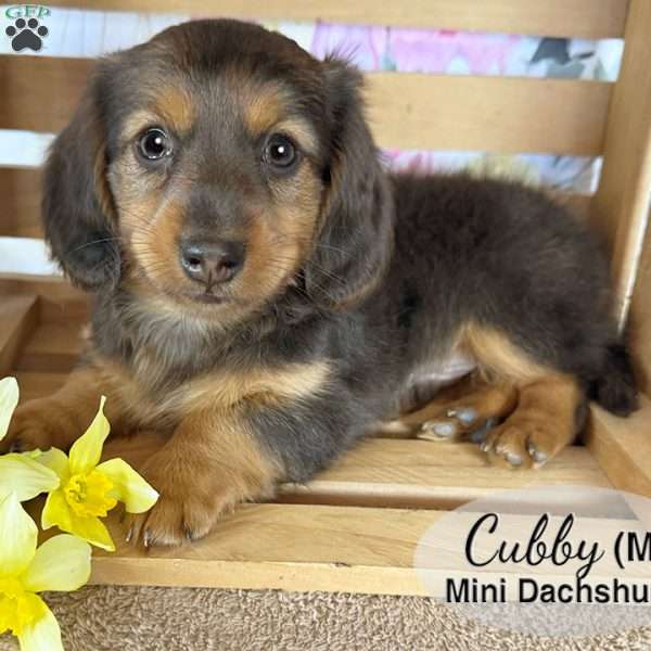 Cubby, Dachshund Puppy