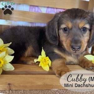 Cubby, Dachshund Puppy