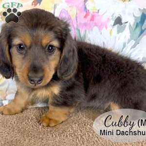 Cubby, Dachshund Puppy