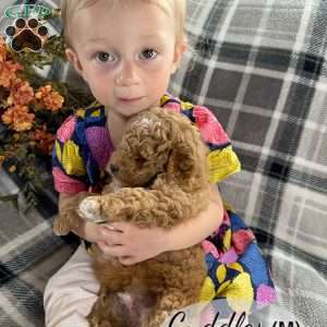 Cuddles, Miniature Poodle Puppy