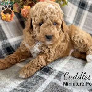 Cuddles, Miniature Poodle Puppy
