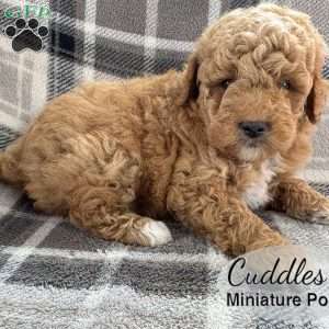 Cuddles, Miniature Poodle Puppy
