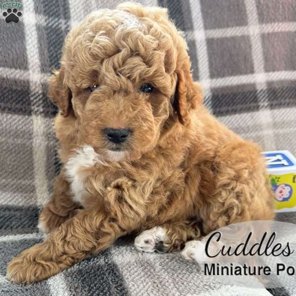 Cuddles, Miniature Poodle Puppy
