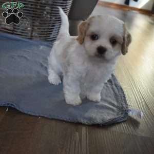 Barbie, Cavachon Puppy