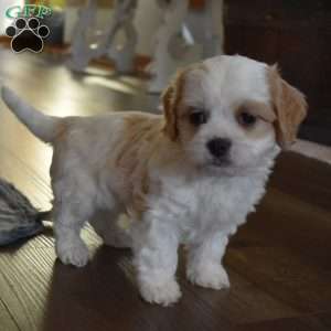 Barbie, Cavachon Puppy