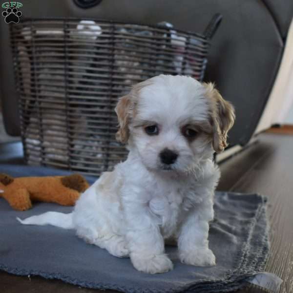 Barbie, Cavachon Puppy