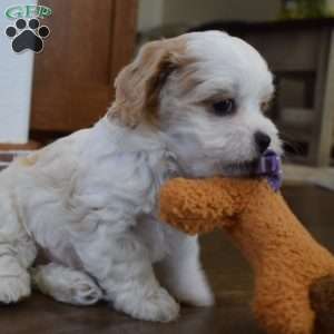 Barbie, Cavachon Puppy