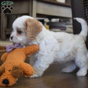 Barbie, Cavachon Puppy