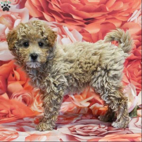 Diamond, Toy Poodle Puppy
