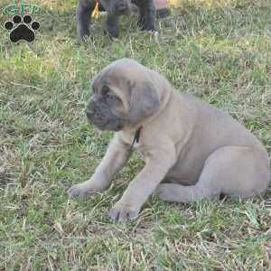 Kiara, Cane Corso Puppy