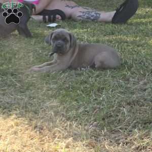 Kiara, Cane Corso Puppy