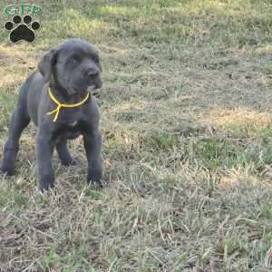 Bell, Cane Corso Puppy