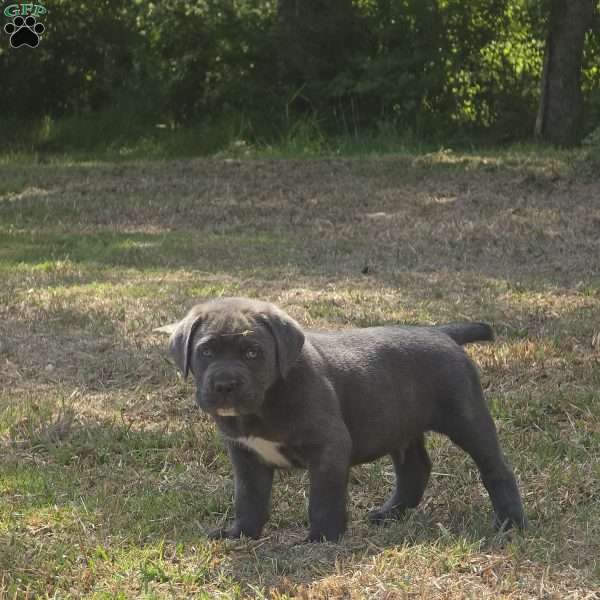 Big Z, Cane Corso Puppy