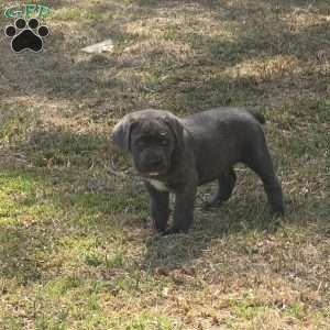 Big Z, Cane Corso Puppy
