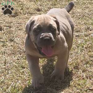 Luisa, Cane Corso Puppy